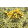 Оригинальная шкатулка из камня змеевик с ящеркой 12х7,5х6 см